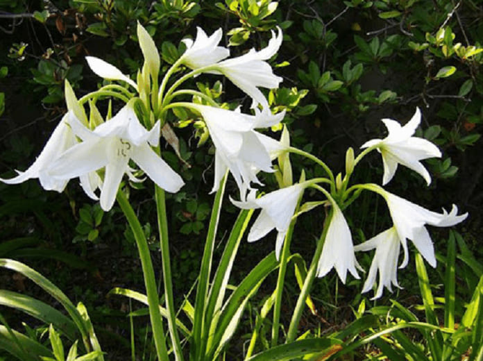 Trinh Nữ Hoàng Cung: Công Dụng Giảm U Bướu, Cách Sử Dụng Hiệu Quả Từ A-Z