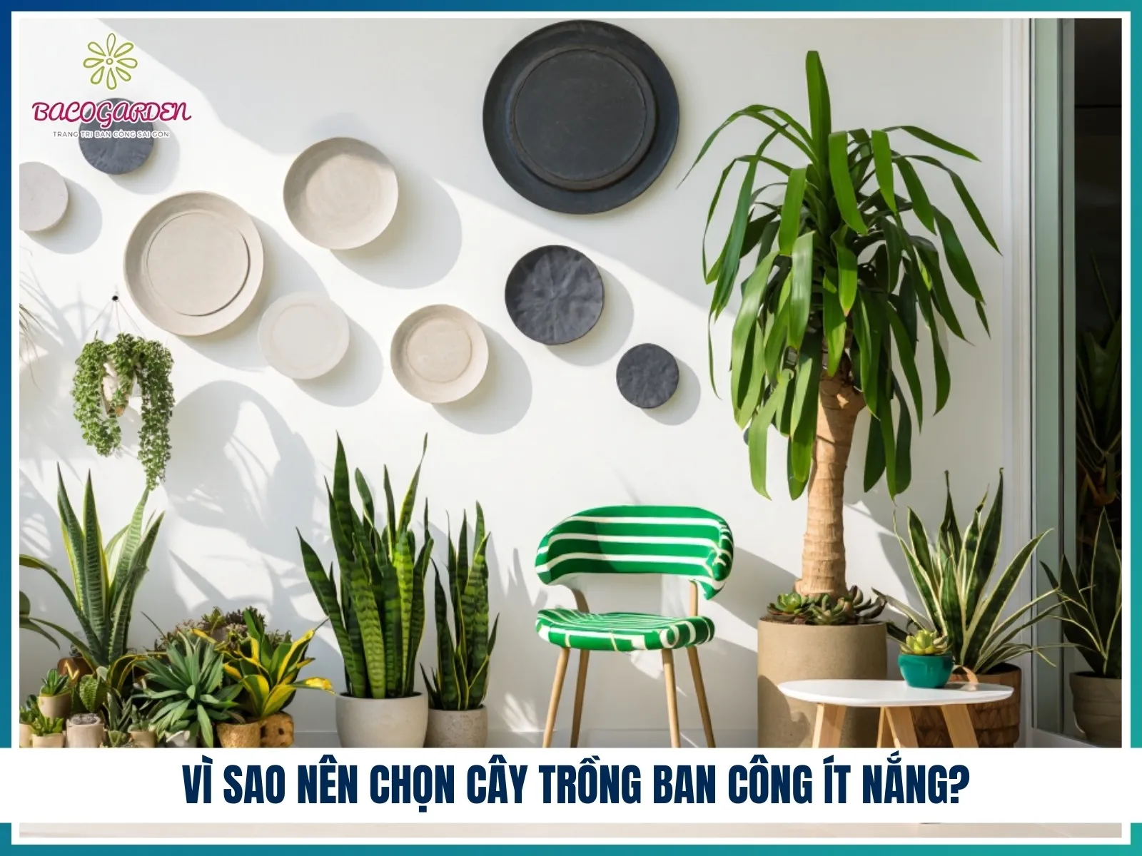 Cây Lưỡi Hổ chịu bóng