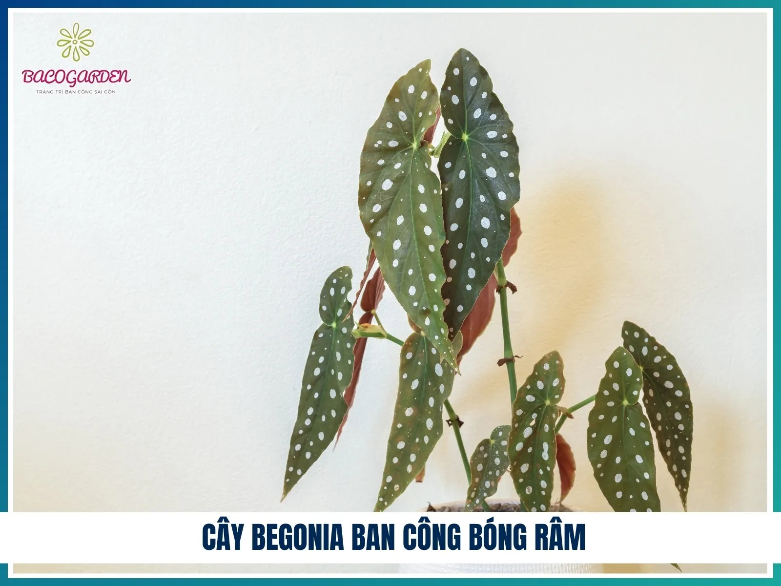 Cây Begonia ban công