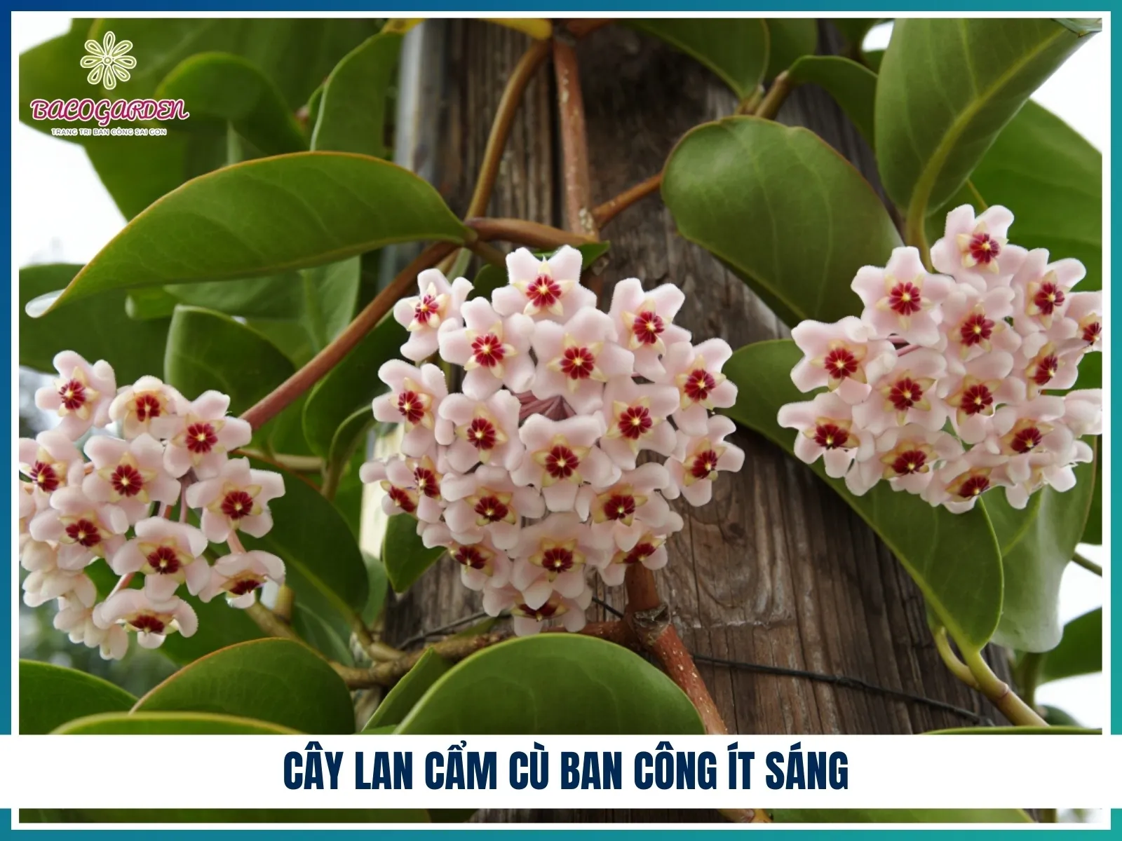 Cây Lan Cẩm Cù ban công