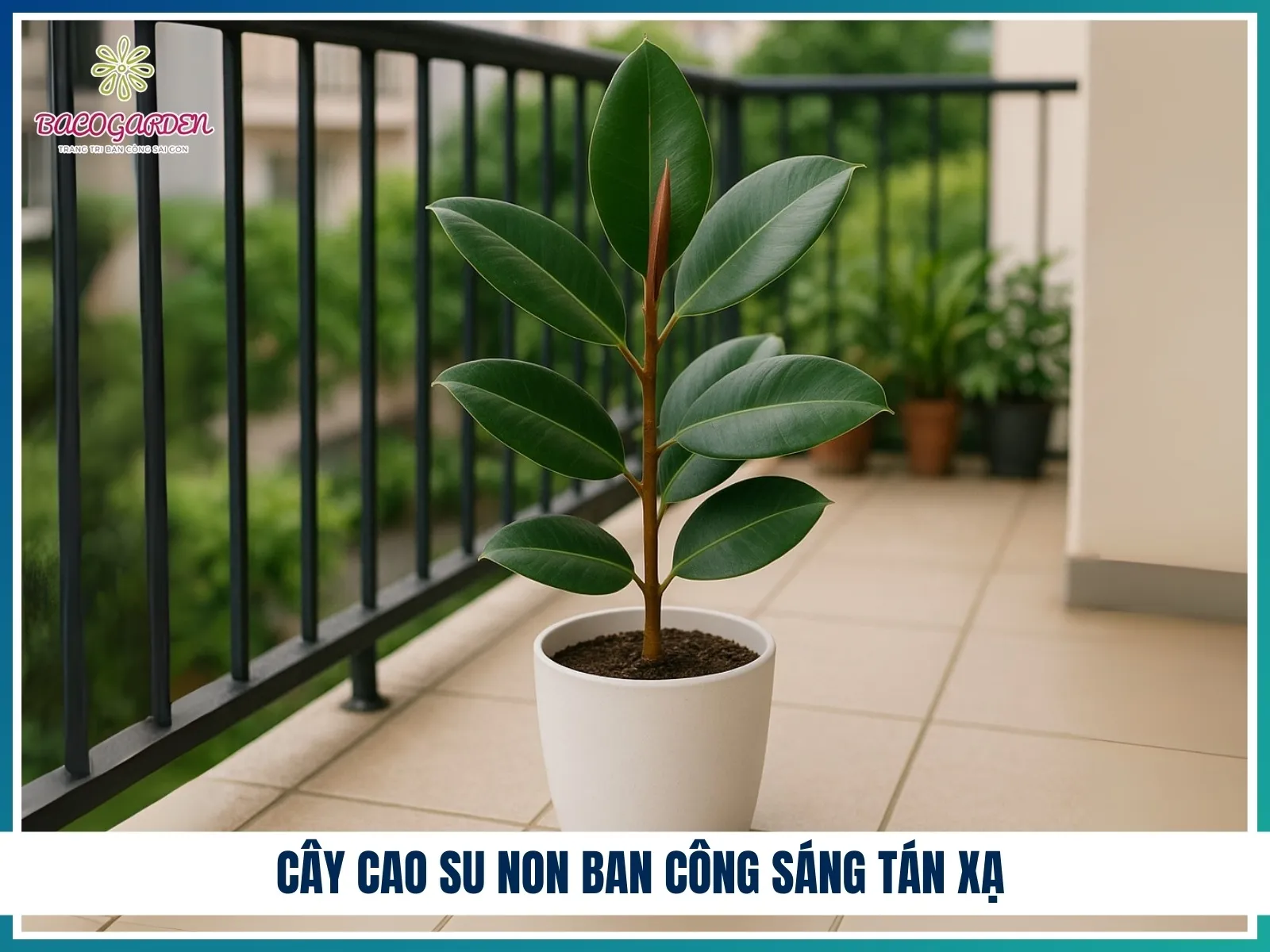 Cây Cao Su Non ban công