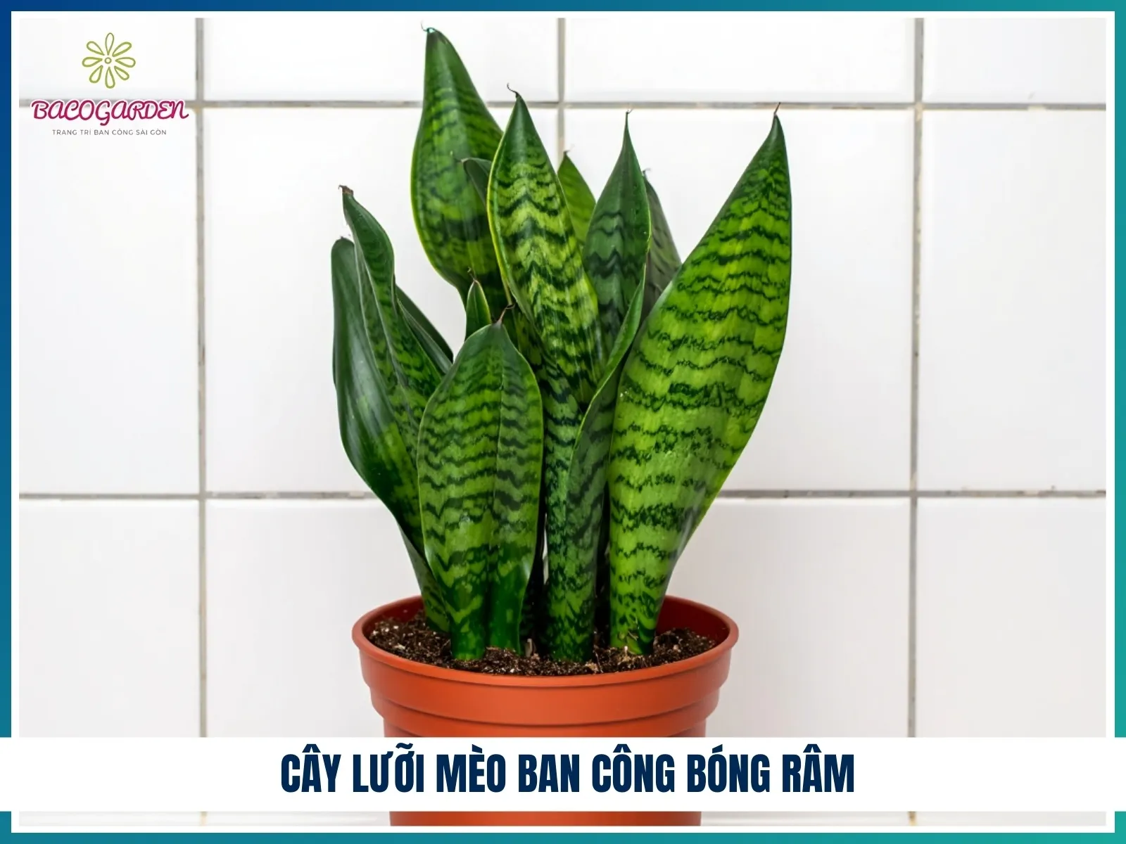 Cây Lưỡi Mèo ban công