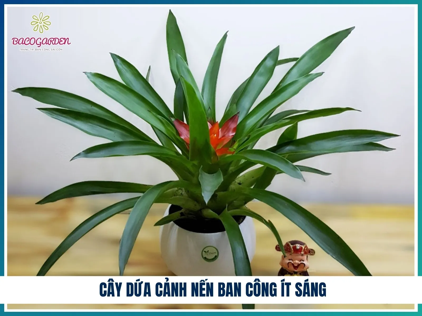 Cây Dứa Cảnh Nến ban công