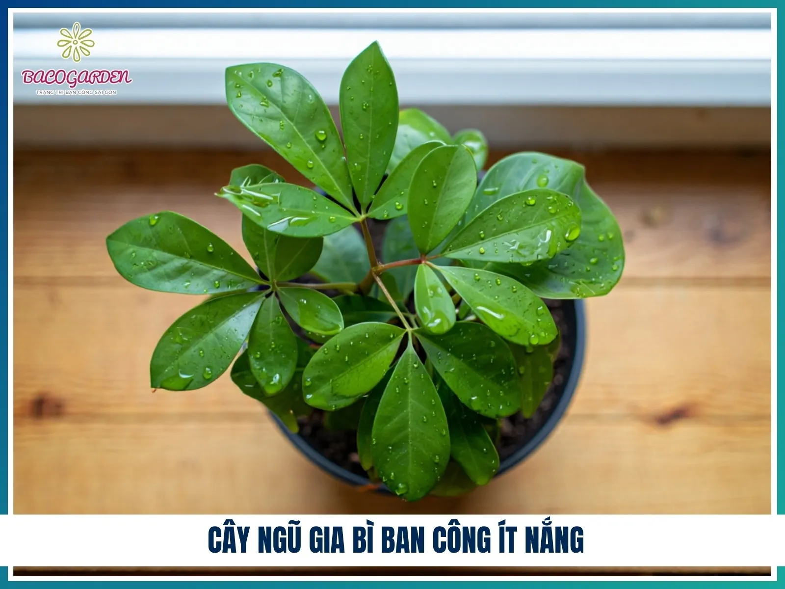 Cây Ngũ Gia Bì ban công