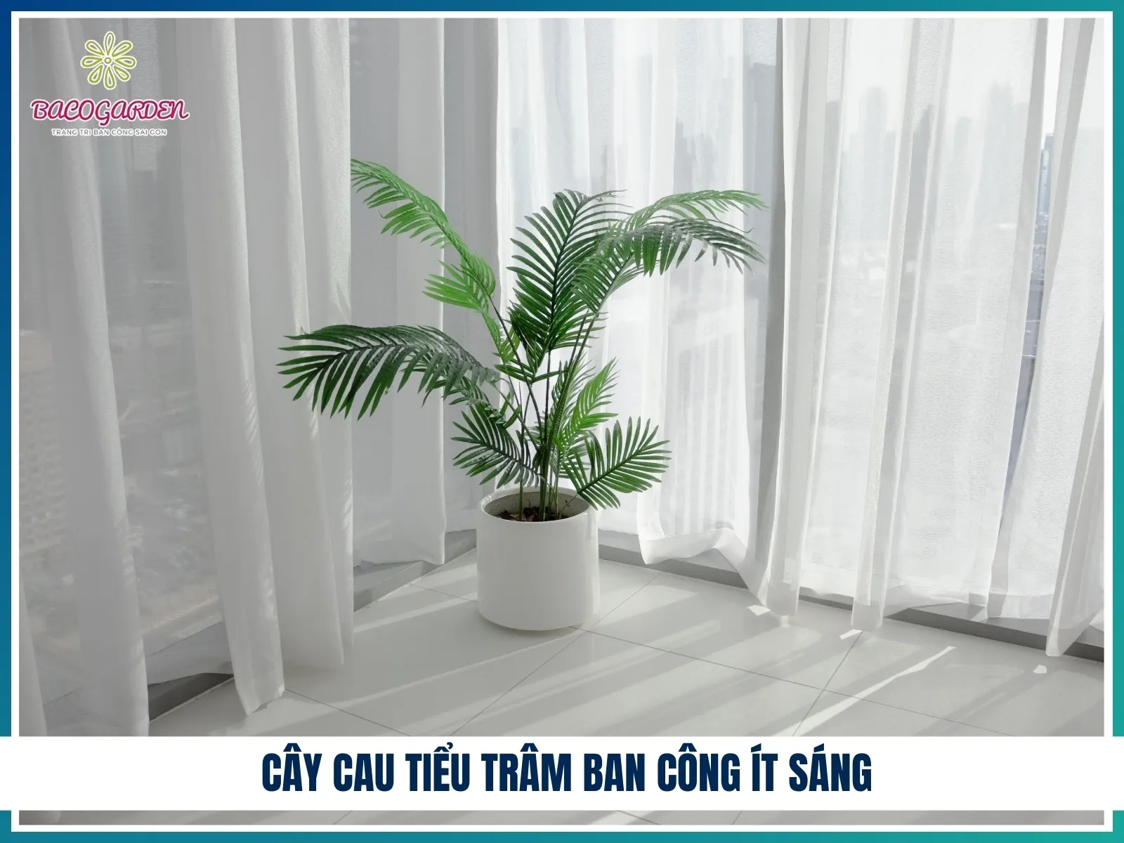 Cây Cau Tiểu Trâm ban công