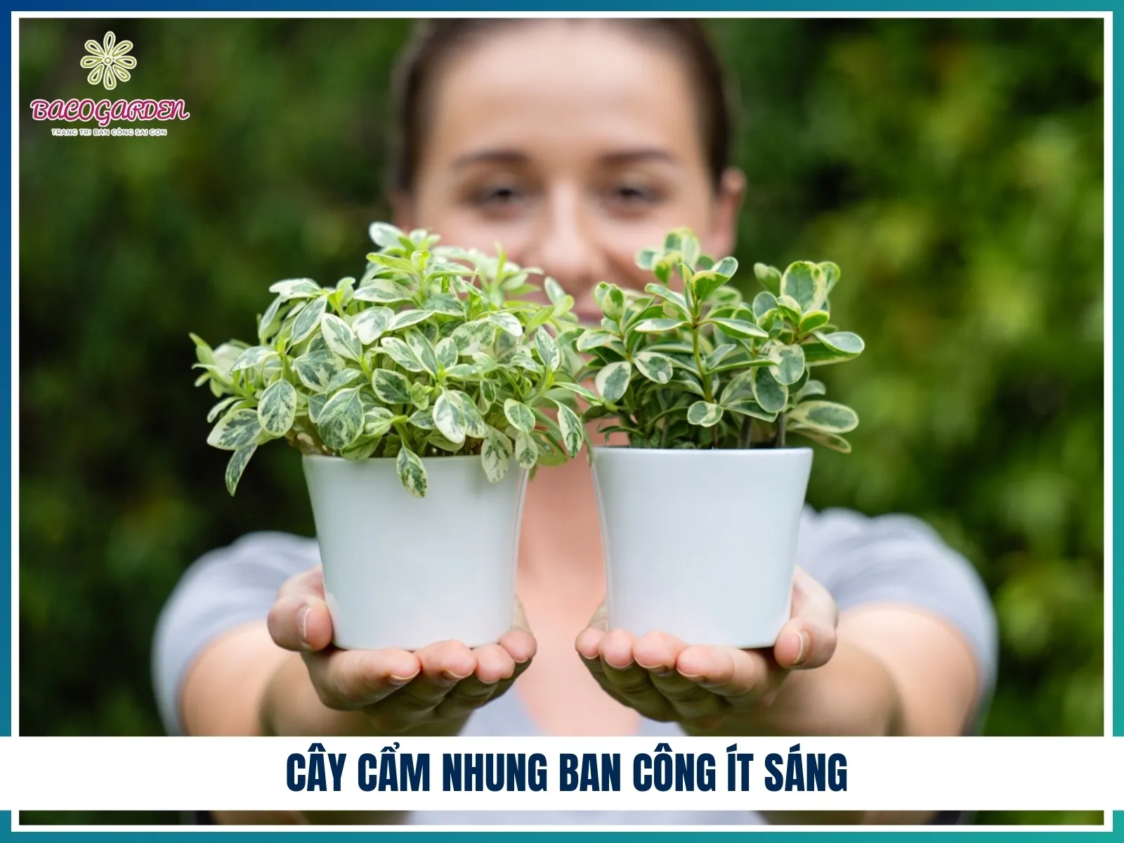 Cây Cẩm Nhung ban công