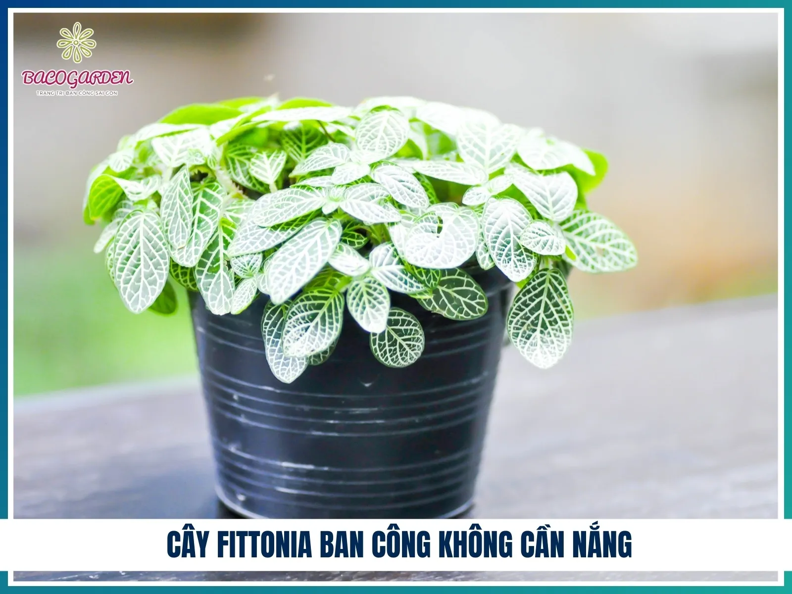 Cây Fittonia ban công