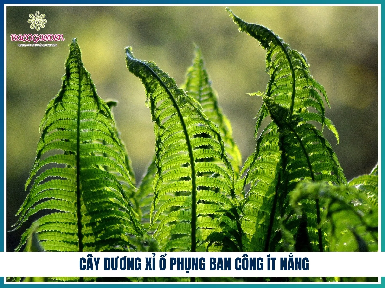 Cây Dương Xỉ Ổ Phụng ban công