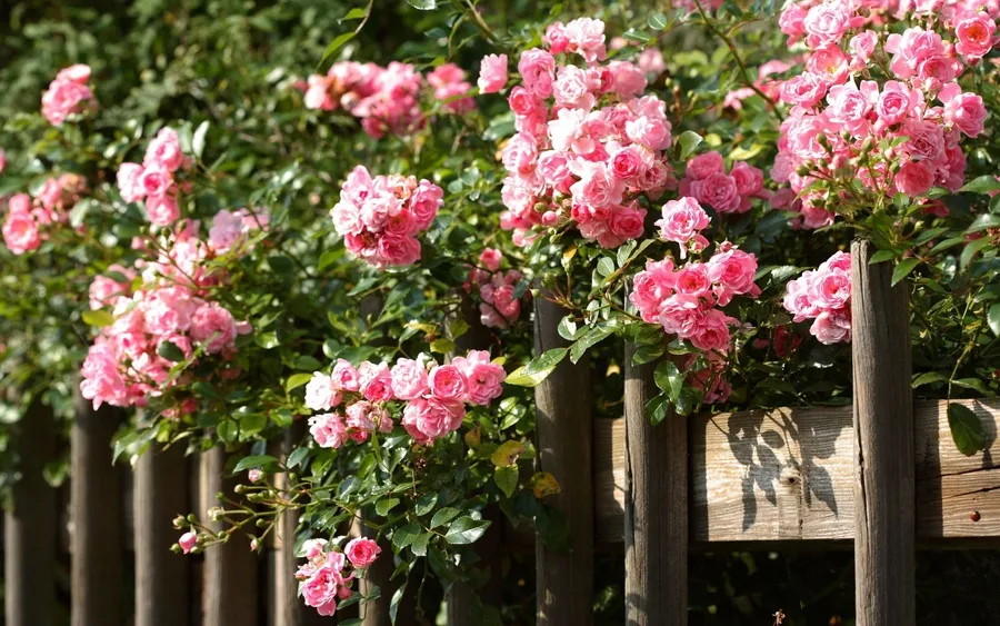 Cây hồng leo trồng hàng rào biệt thự mang đến vẻ đẹp tinh tế, lãng mạn