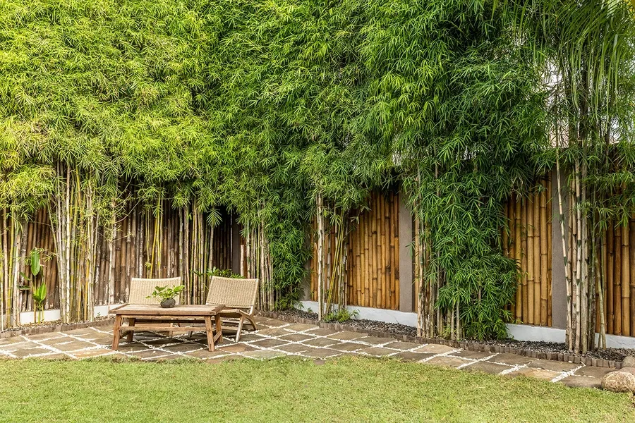 Cây tre thường được trồng dọc theo hàng rào biệt thự tăng điểm nhấn cho công trình
