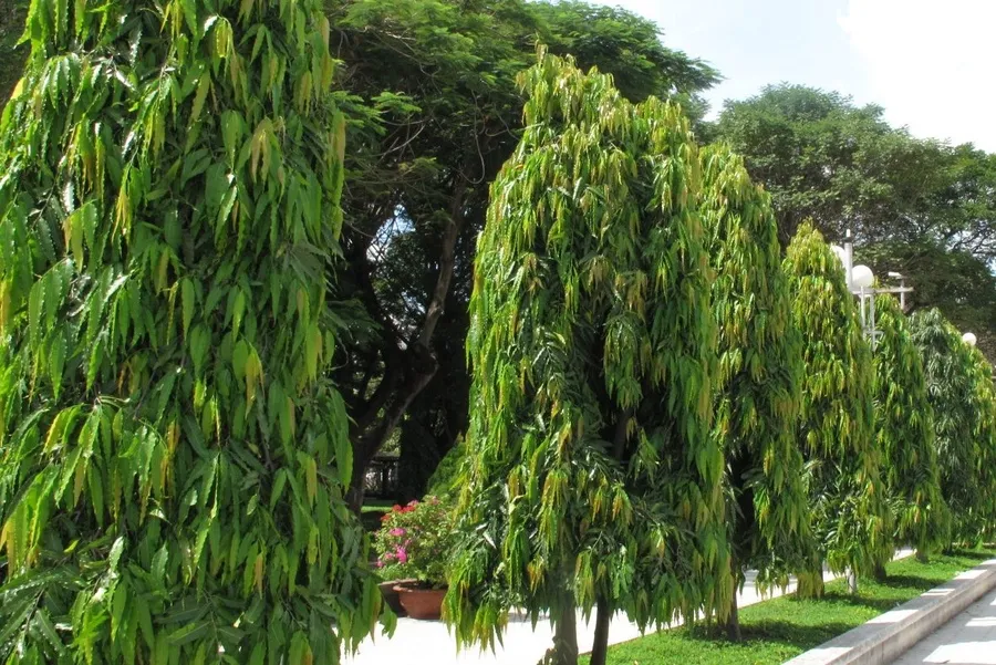 Cây hoàng nam - Cây trồng khu vực hàng rào biệt thự