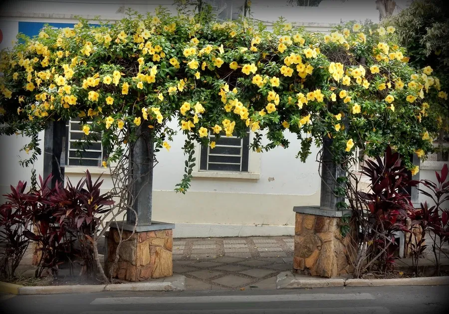 Một ví dụ cho cây hoa huỳnh anh leo giàn tô điểm khu vực hàng rào/ cổng nhà