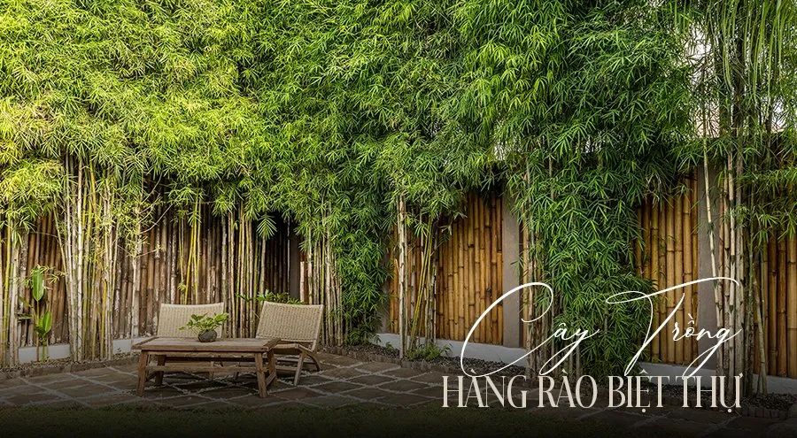 Gợi ý 10 Cây trồng hàng rào biệt thự ấn tượng, đẹp mắt