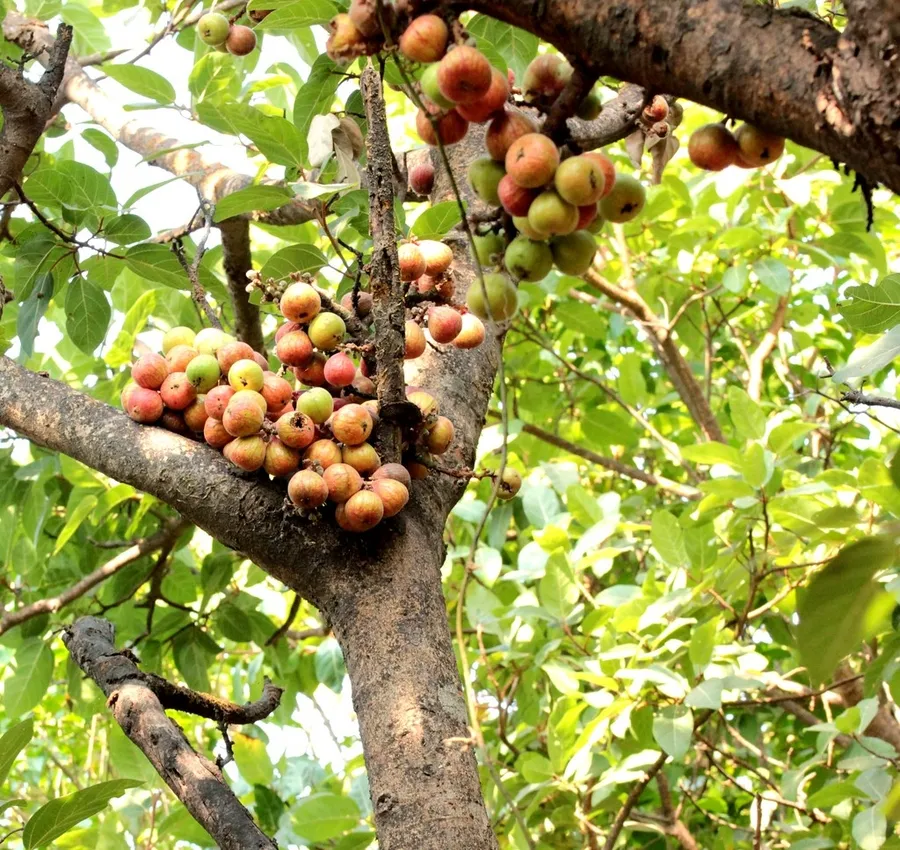 Cây sung với tán lá rộng tạo bóng mát