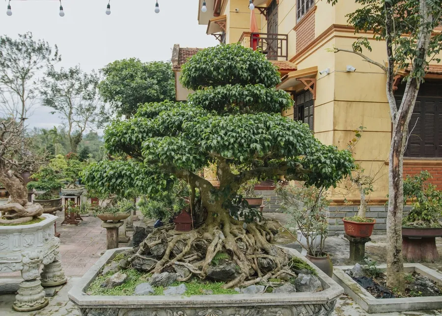 Sanh bonsai mang giá trị nghệ thuật