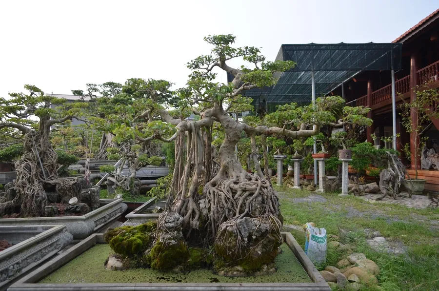Dáng cây bonsai mang giá trị nghệ thuật cao
