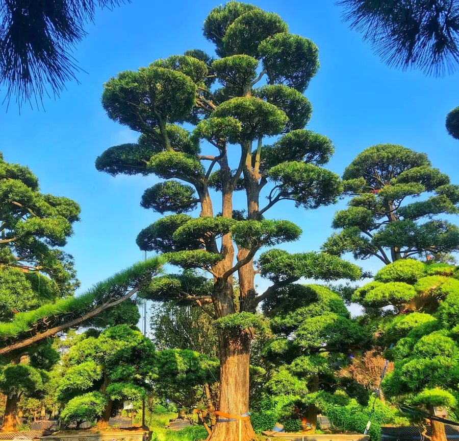 Tùng la hán dáng bonsai sang trọng