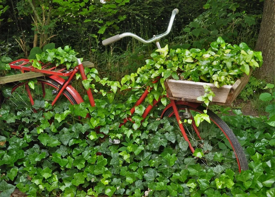 Thường xuân leo tường tạo điểm nhấn xanh