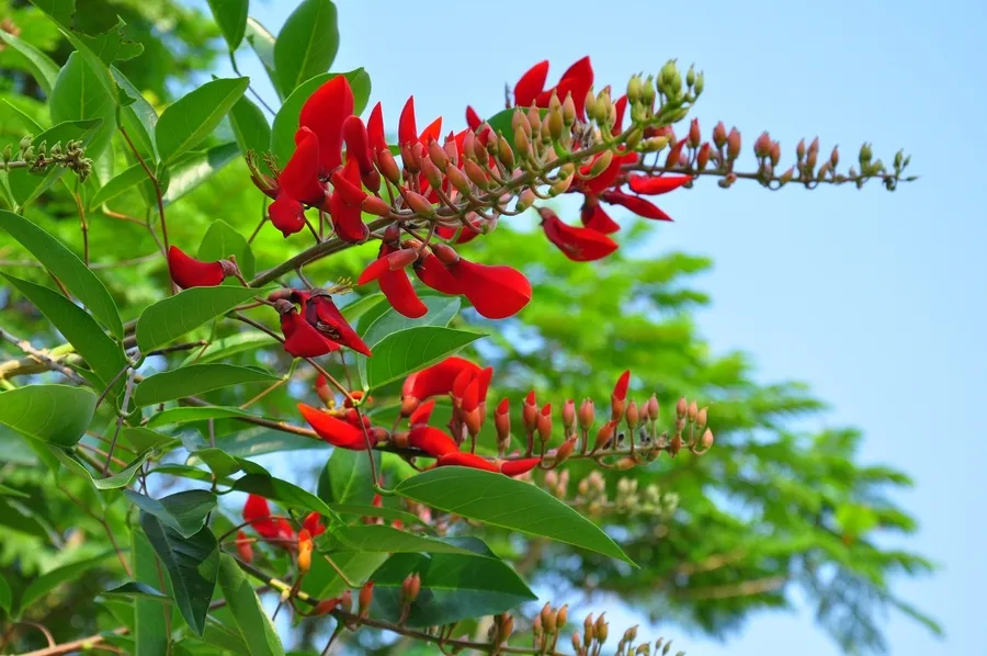 Tạo điểm nhấn cho công trình cùng cây Osaka hoa đỏ