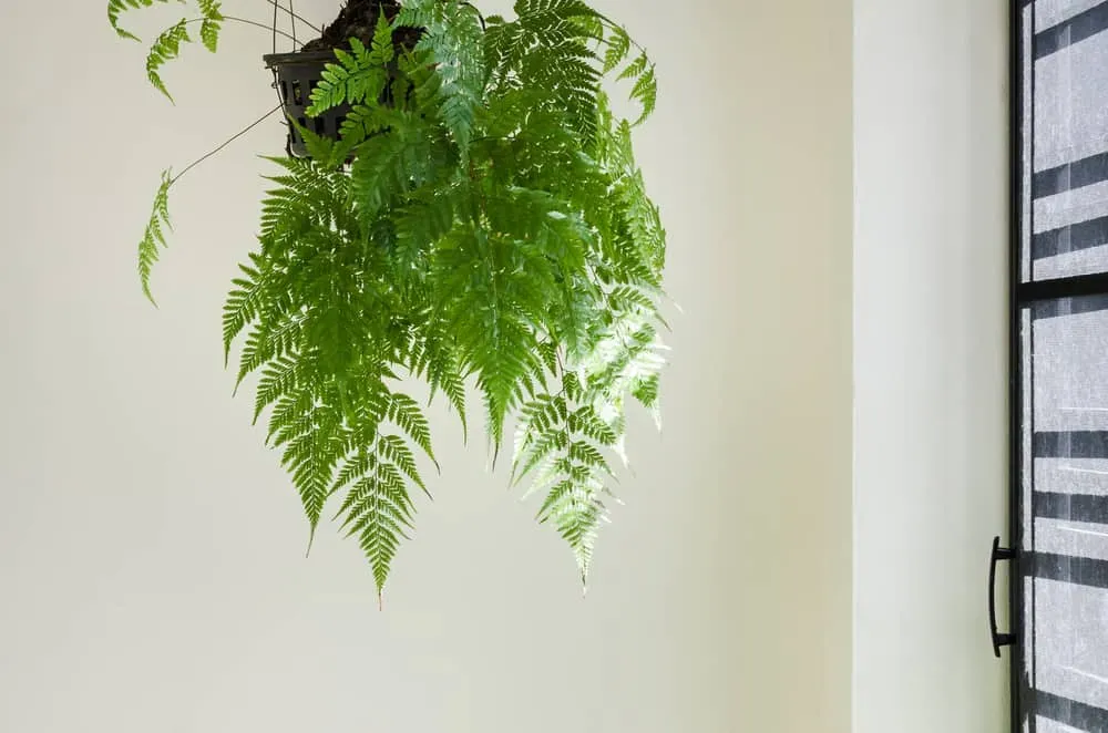 cây trồng trong nhà