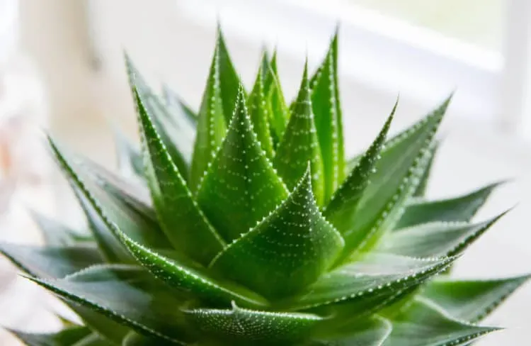 cây trồng trong nhà