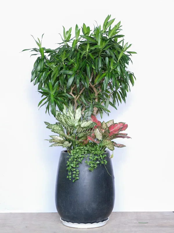 Cây Trúc Bách Hợp phát triển khỏe mạnh trong chậu