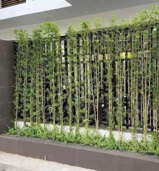 Trúc Quân Tử làm đẹp và che nắng cho ban công