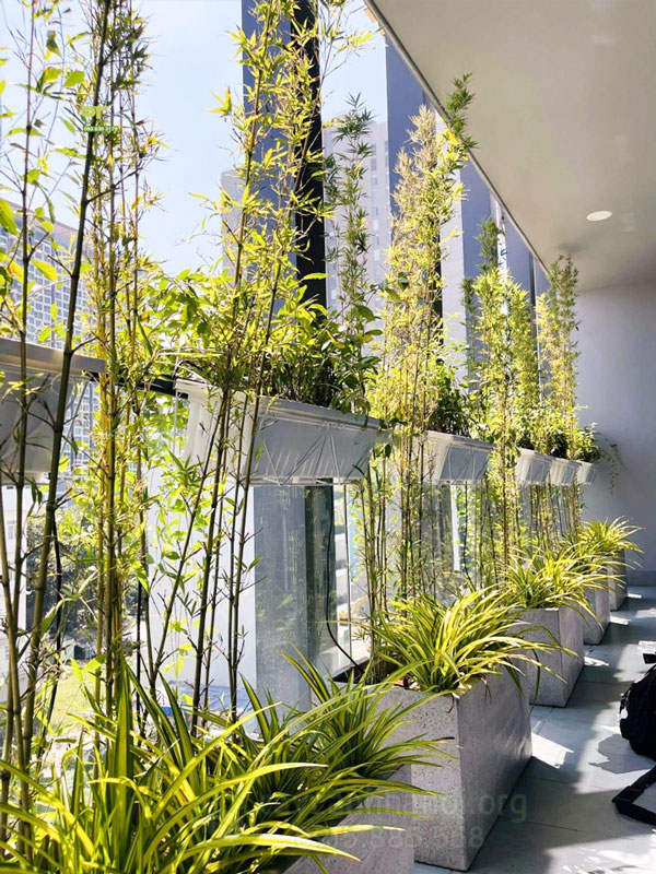 Cây Trồng Ban Công Hướng Đông Vừa Đẹp Vừa Dễ Trồng Cho Mọi Nhà