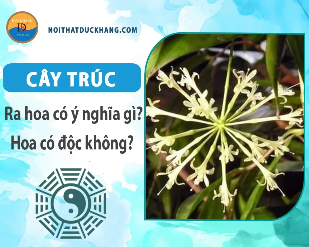 Cây trúc ra hoa có ý nghĩa gì? Hoa có độc không?