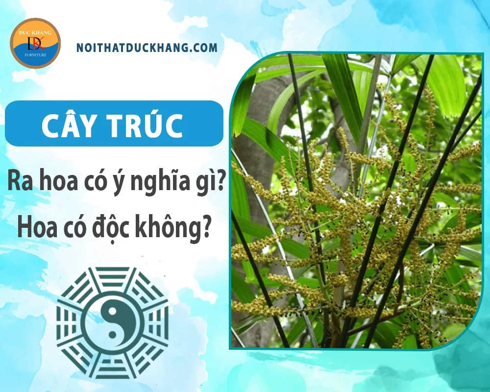 Cây trúc ra hoa có ý nghĩa gì? Hoa có độc không?