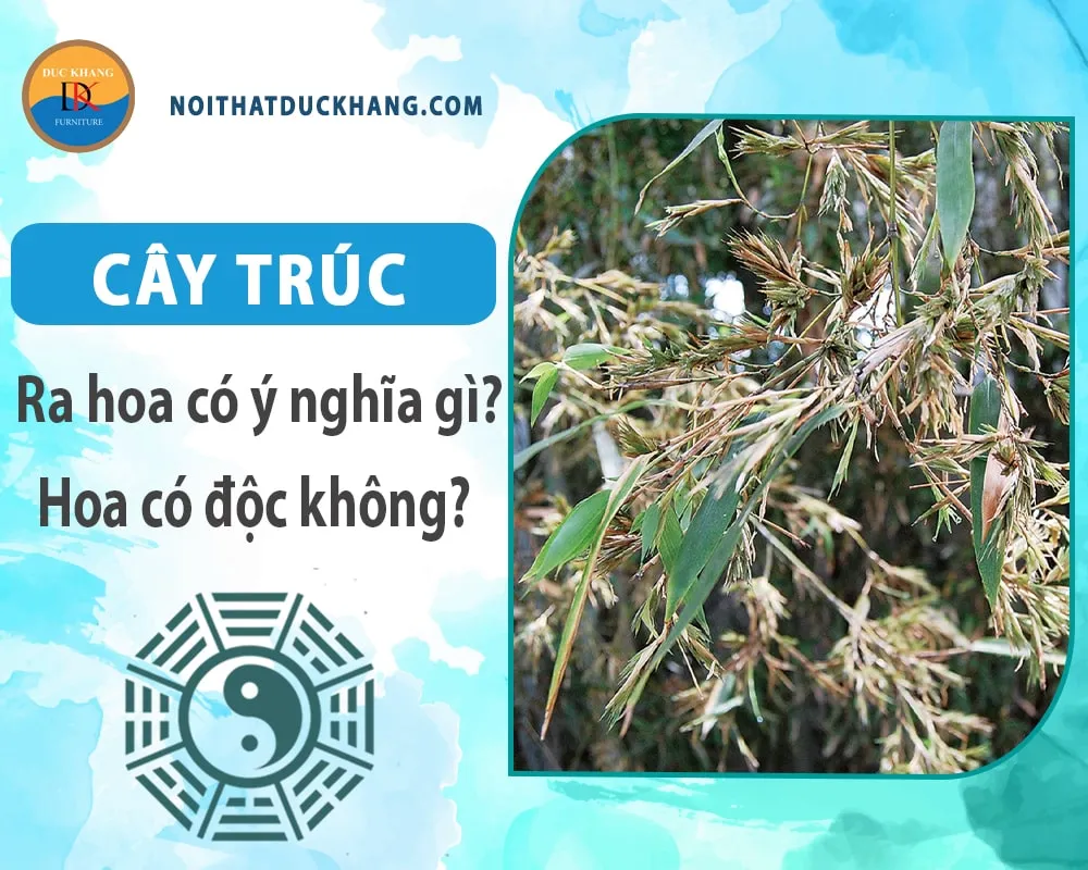 Cây trúc ra hoa có ý nghĩa gì? Hoa có độc không?