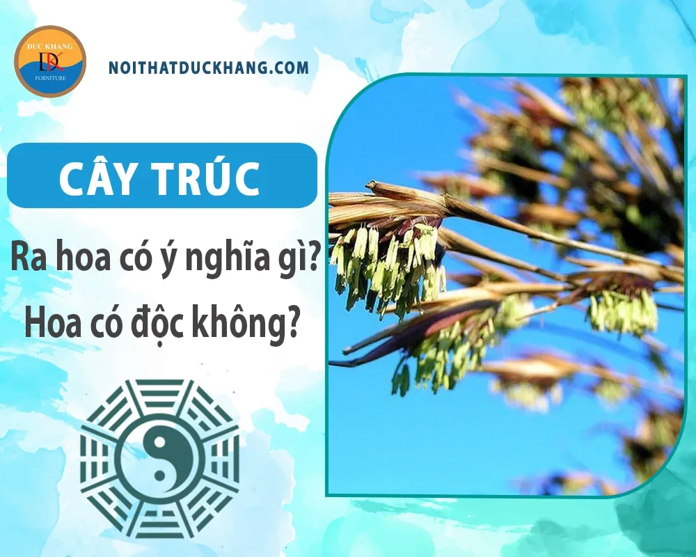 Cây trúc ra hoa có ý nghĩa gì? Hoa có độc không?