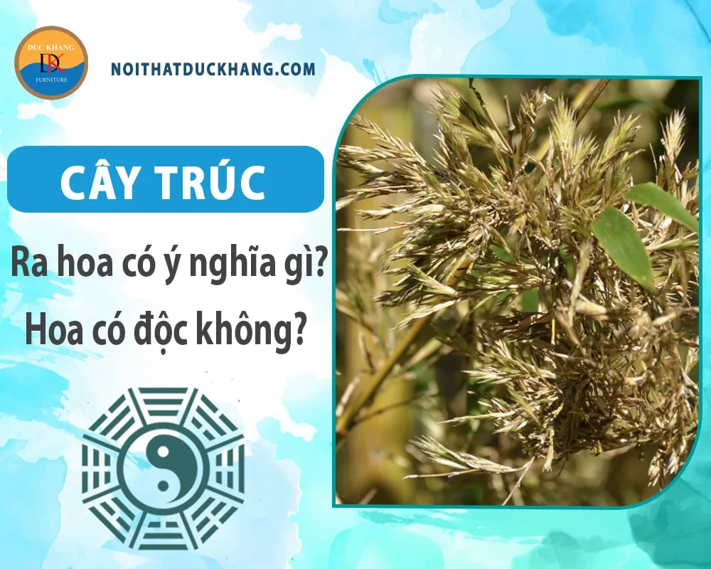 Cây trúc ra hoa có ý nghĩa gì? Hoa có độc không?