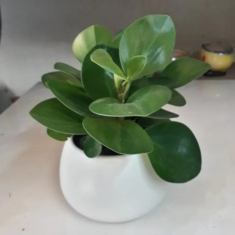 Cây trường sinh để bàn có khả năng thanh lọc không khí.