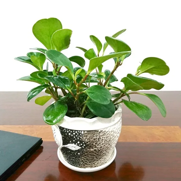 Hướng dẫn cách trồng cây trường sinh trong nước tại nhà