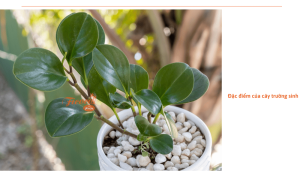 Cây trường sinh: Ý nghĩa phong thủy và cách trồng đơn giản tại nhà