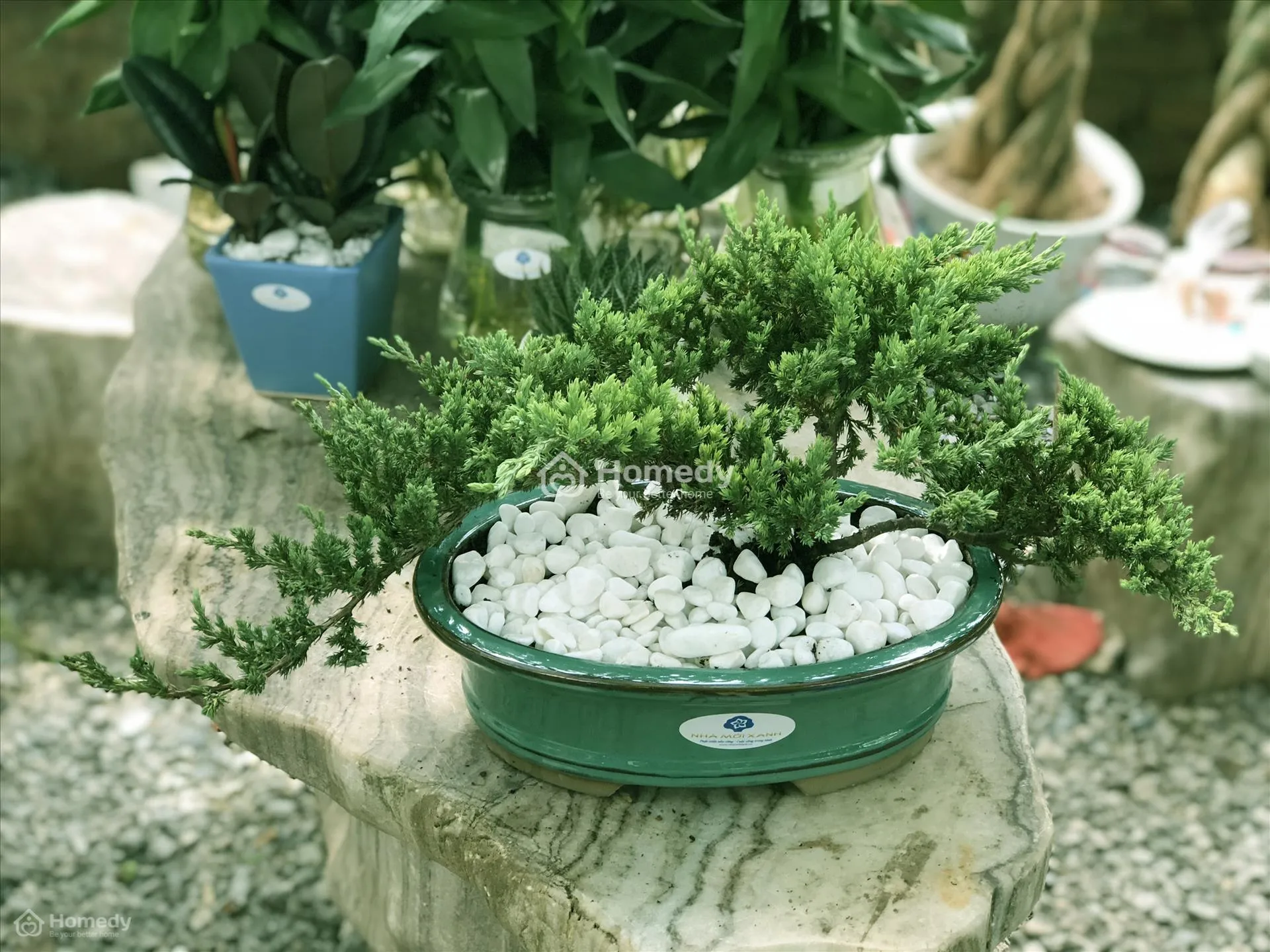 Cây tùng giúp trừ tà, mang lại bình yên