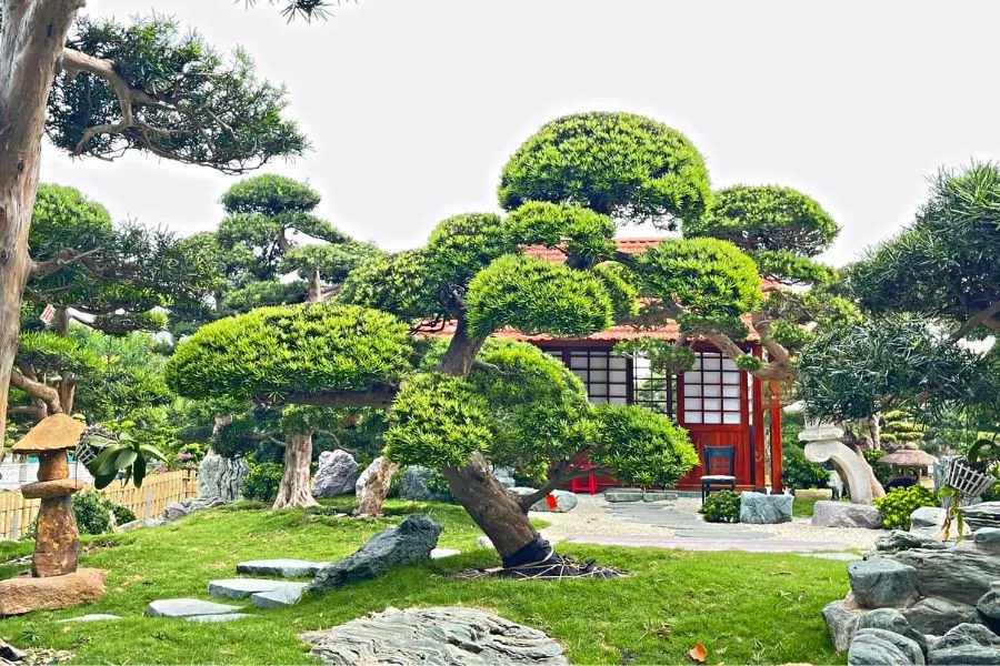 Cây tùng la hán mang lại cho đường công danh rực rỡ cho gia chủ.