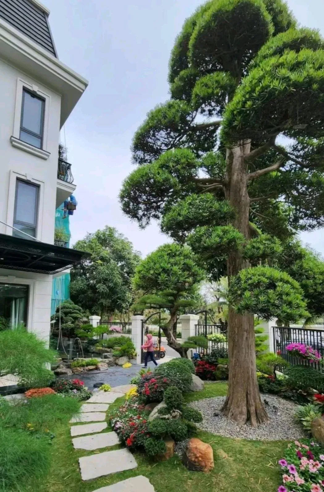 Cây Tùng La Hán bonsai với dáng đứng hiên ngang mang lại vẻ quyền quý cho mặt tiền.