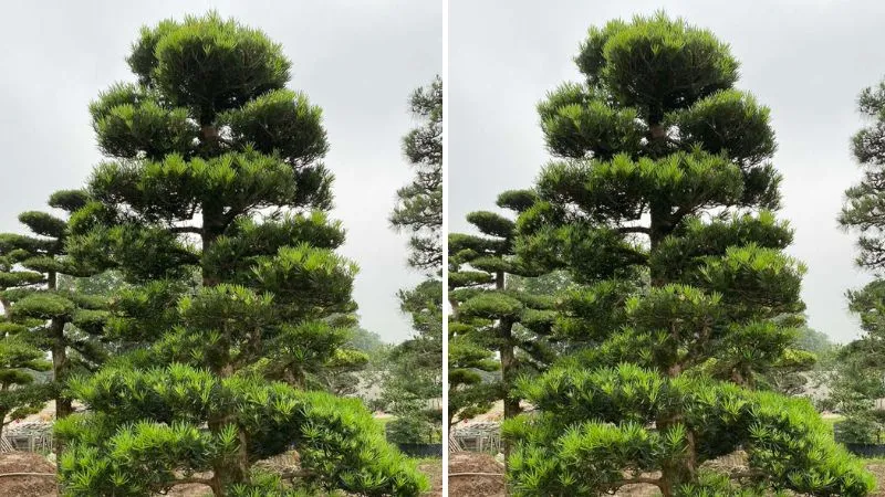 Cây Vạn Niên Tùng hay còn gọi là Tùng La hán