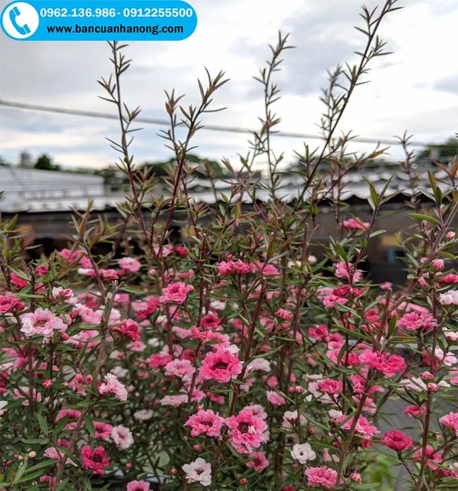 Chậu cây tùng tuyết mai khoe sắc rực rỡ trong dịp tết cổ truyền