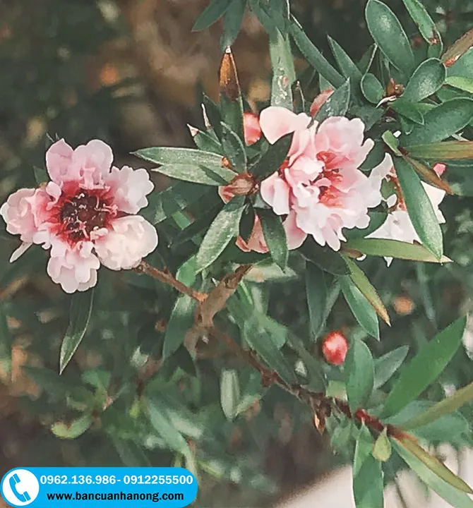 Cây tùng tuyết mai nở hoa hình chuông đồng đều trên các cành