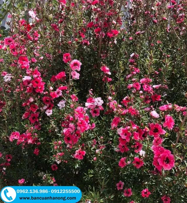 Cây hoa tùng tuyết mai nở rộ với mật độ hoa dày đặc trên cành