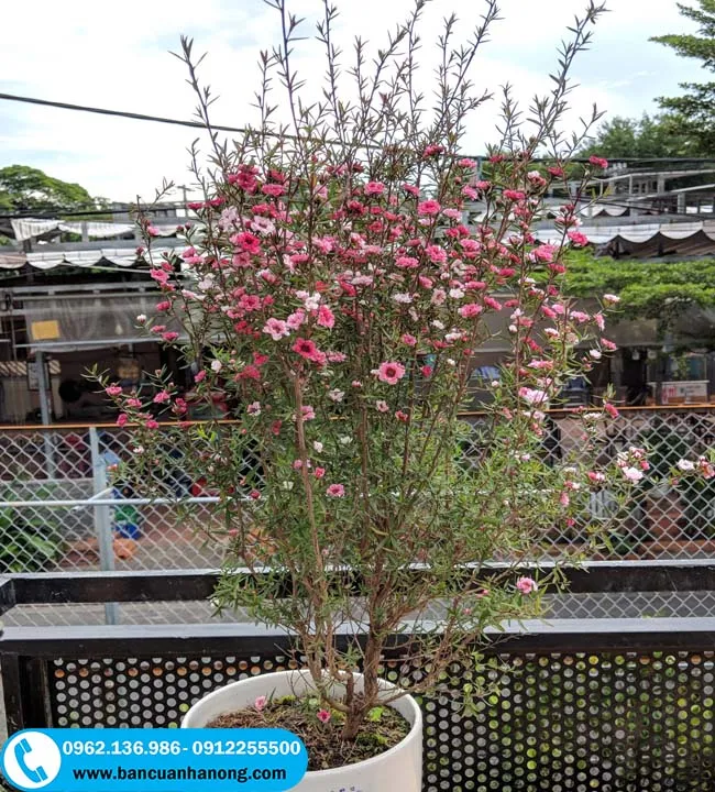 Cây bạch tuyết mai nở hoa trắng hồng thơm phức trong chậu sứ