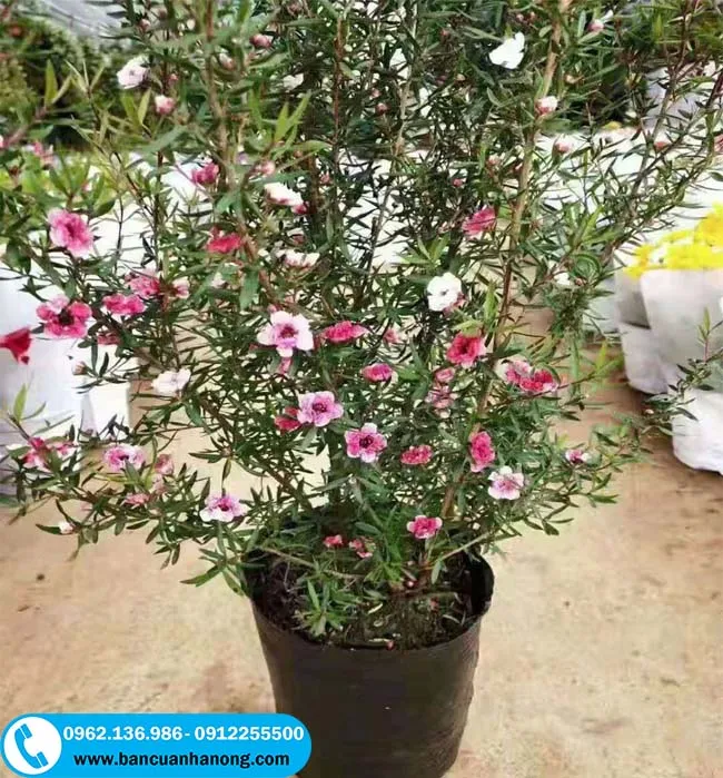 Bầu cây tùng tuyết mai giống đang được chăm sóc kỹ lưỡng tại vườn