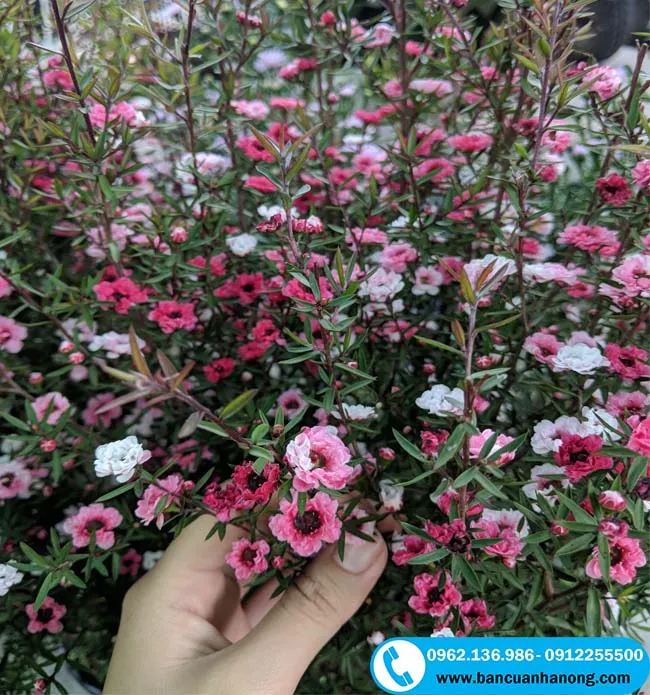 Cây tùng tuyết mai dáng đứng thanh mảnh phù hợp trang trí nội thất