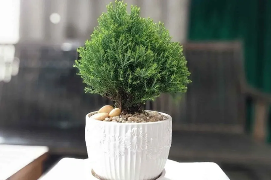 Cây tuyết tùng PITO