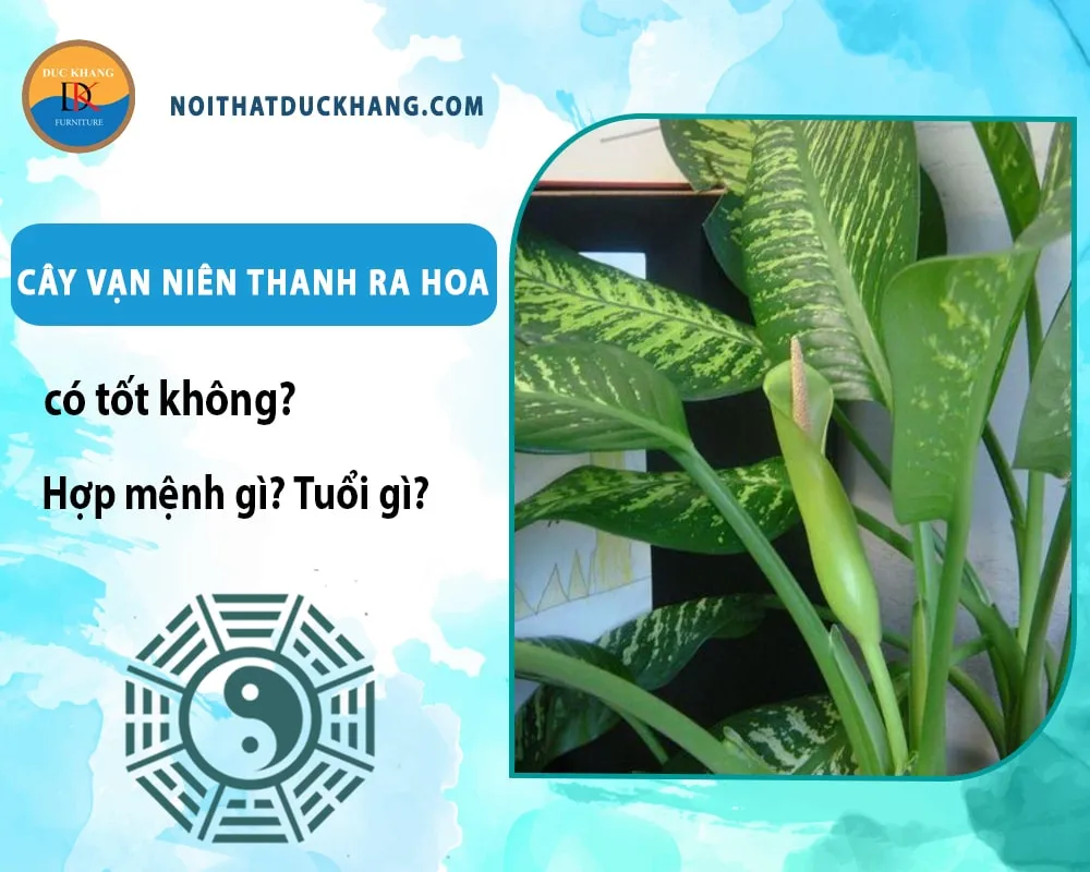 Cây vạn niên thanh ra hoa tượng trưng cho sự may mắn và tài lộc