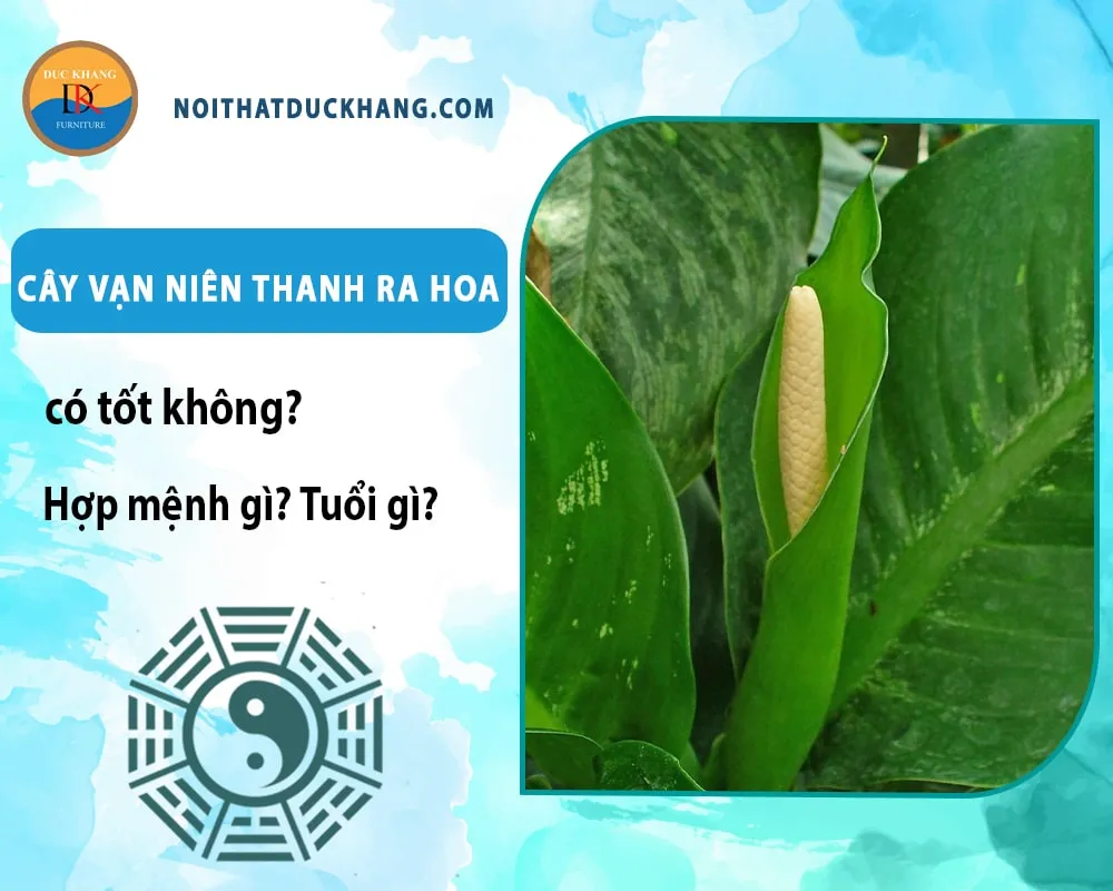 Hoa vạn niên thanh có màu trắng thanh lịch mọc giữa tán lá