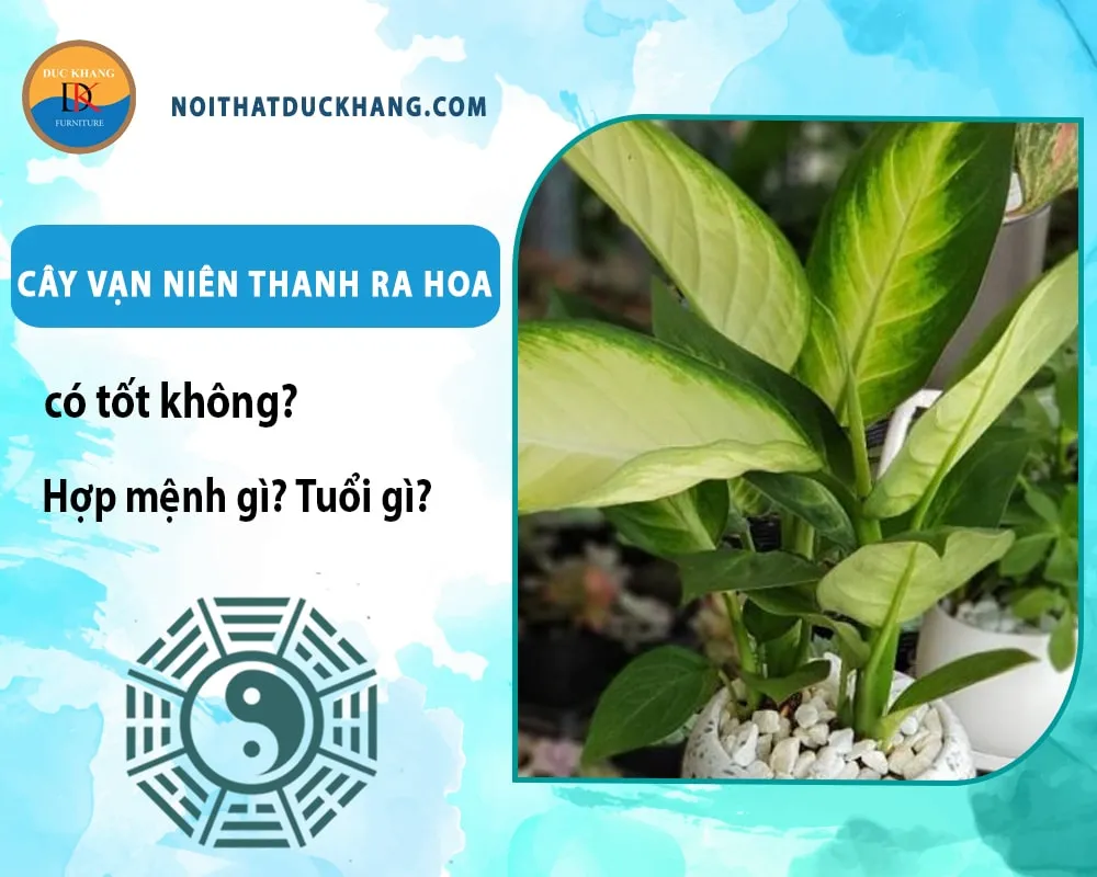 Cần cẩn thận với độc tính của nhựa cây vạn niên thanh